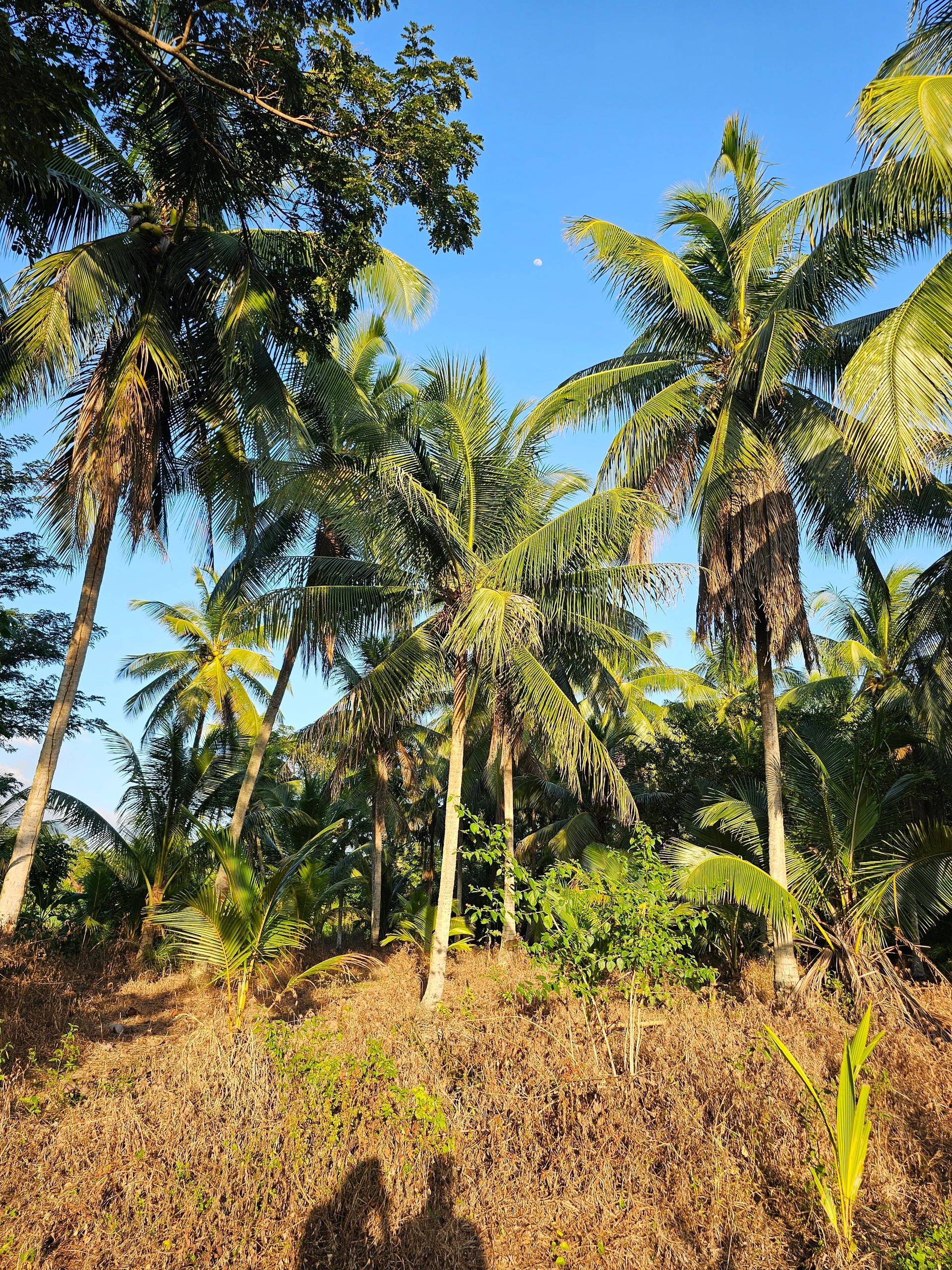 Coconut farm in Westmoreland Parish, Jamaica